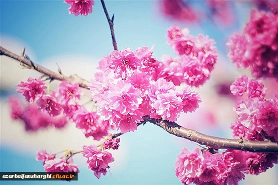 پیام تبریک دکتر اسداله خدیوی به اساتید کارکنان  و دانشجو معلمان عزیز دانشگاه فرهنگیان استان به مناسبت سال 1399 3