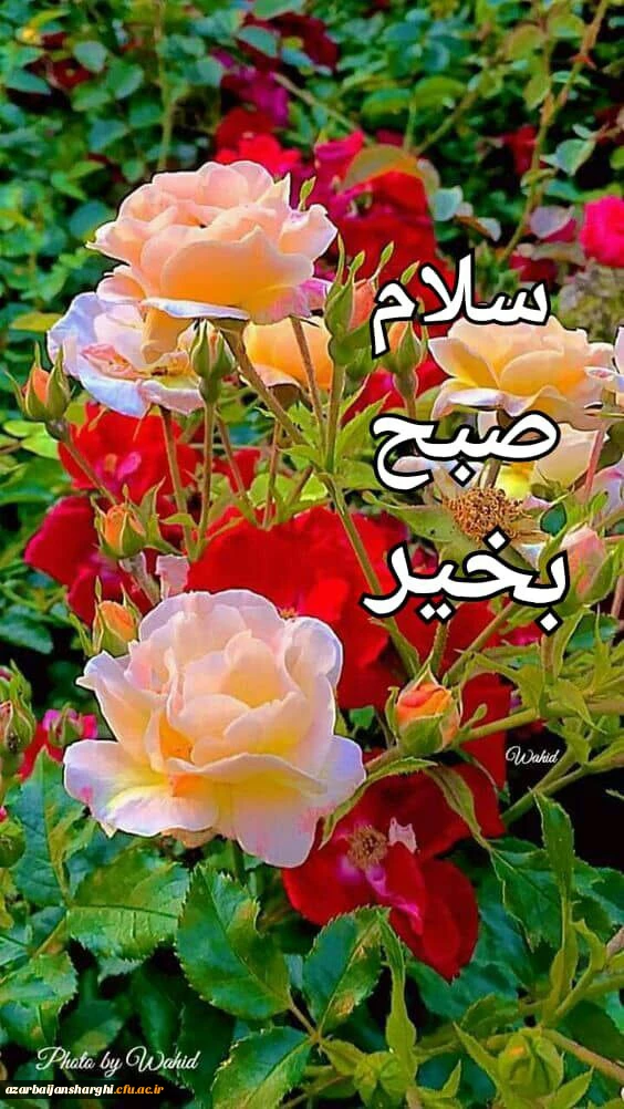 تقدیر از پرستاران زحمت کش بیمارستان سینای تبریز 2