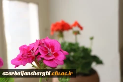 تصاویر دیدار نوروزی و عید سعید فطر ریاست و و هیئت رئیسه با اساتید محترم و همکاران عزیز  4