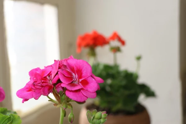 تصاویر دیدار نوروزی و عید سعید فطر ریاست و و هیئت رئیسه با اساتید محترم و همکاران عزیز  4