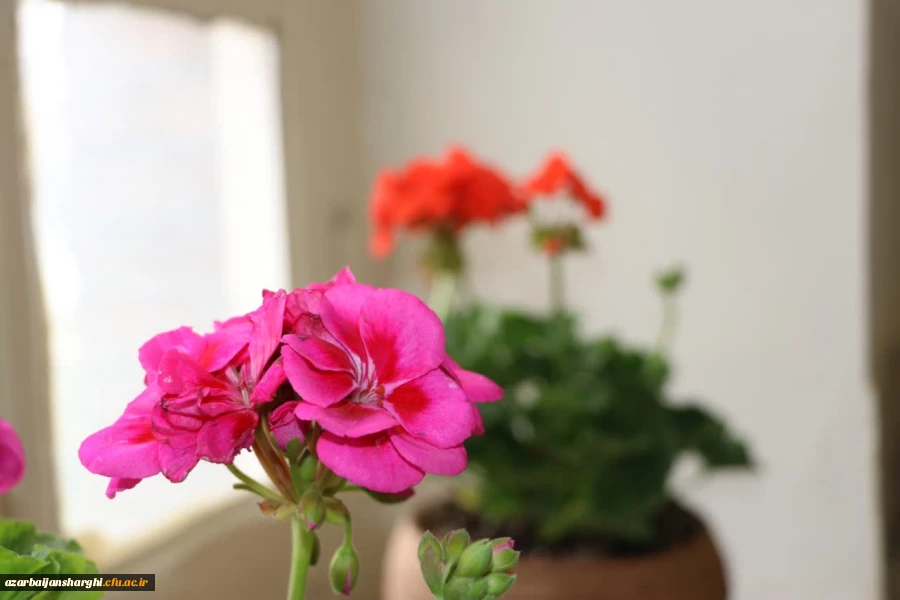 تصاویر دیدار نوروزی و عید سعید فطر ریاست و و هیئت رئیسه با اساتید محترم و همکاران عزیز  4